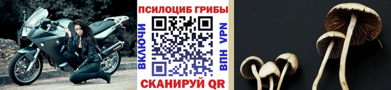 закладки  Вышний Волочёк  Галлюциногенные грибы MAGIC MUSHROOMS 